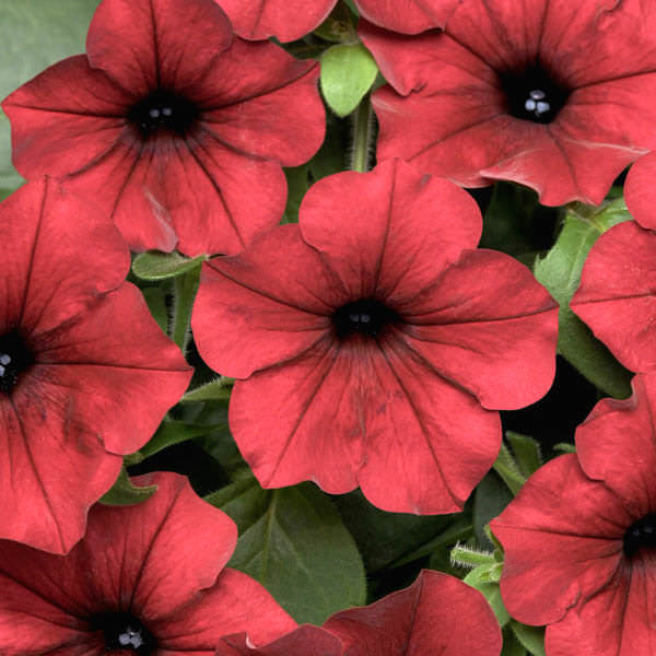 Tidal Wave Red Velour trailing petunia seeds