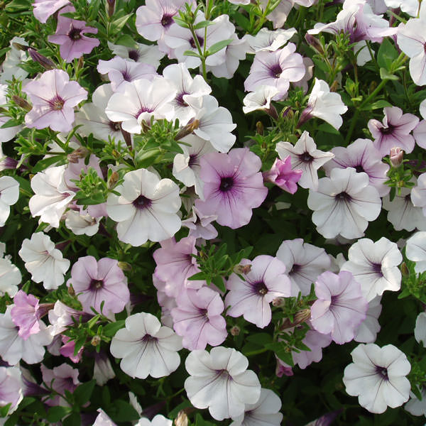 Tidal Wave Silver trailing petunia seeds