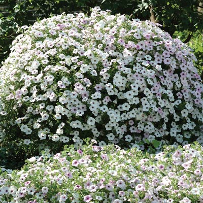 Tidal Wave Silver trailing petunia Tidal Wave Silver trailing petunia seeds