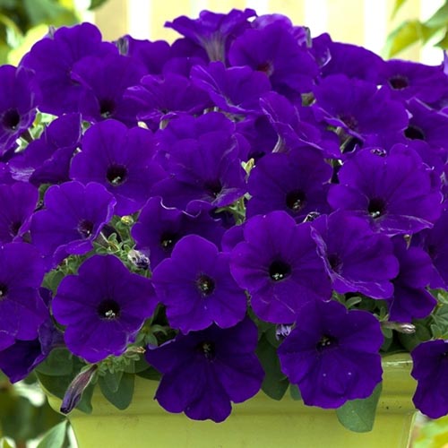 Trilogy Blue trailing petunia seeds