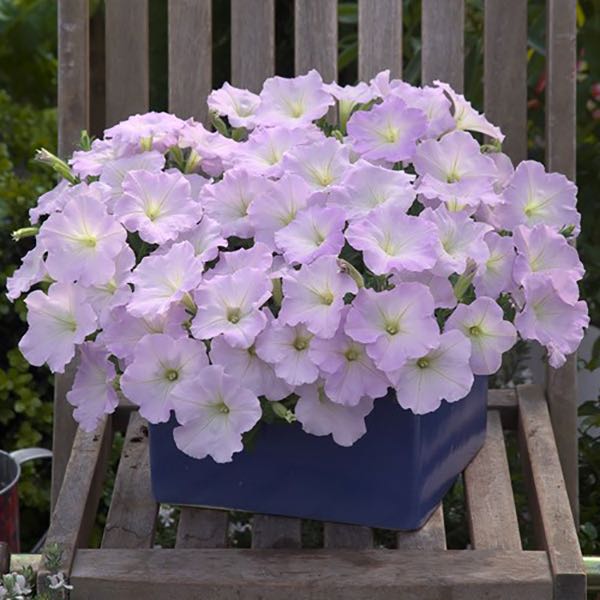 Trilogy Lavender Pink trailing petunia flowers