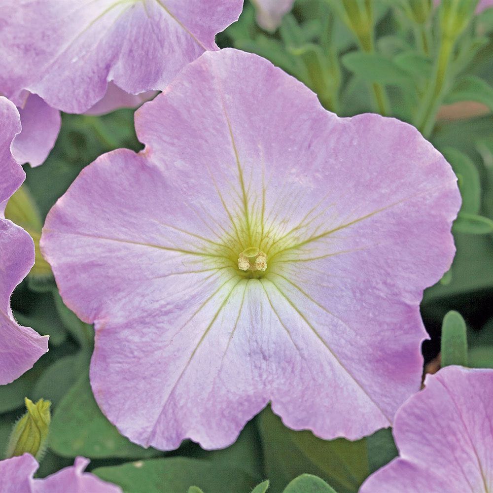 Trilogy Lavender Pink trailing petunia seeds