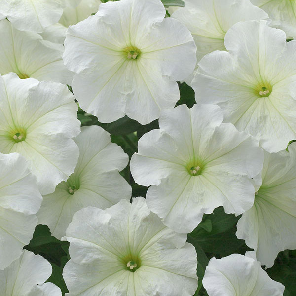 Petunia Trilogy Lime