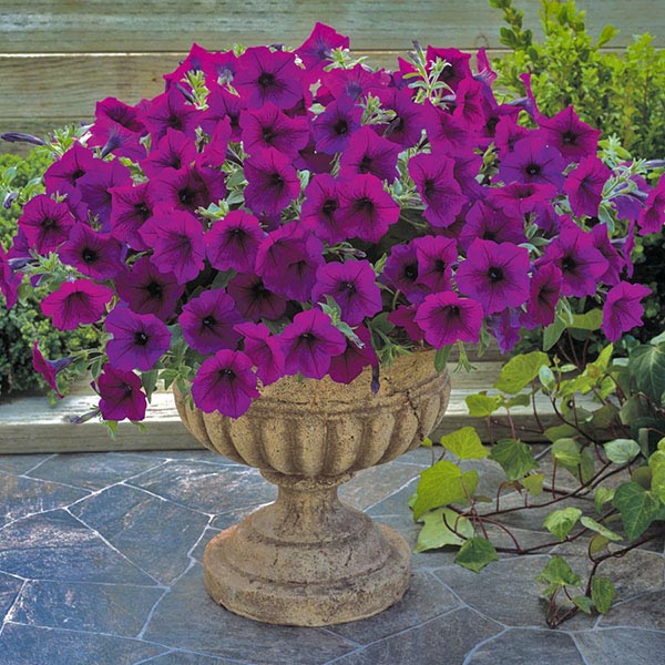 Petunia Trilogy Purple