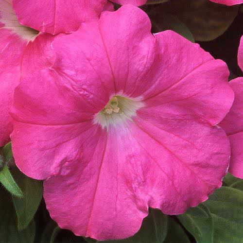 Trilogy Rose trailing petunia seeds