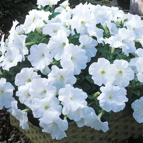 Trilogy White trailing petunia seeds