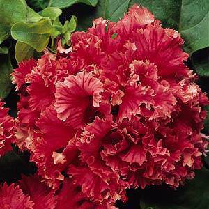 Double Valentine petunia Double Valentine petunia