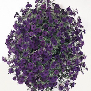 Wave Blue trailing petunia Wave Blue trailing petunia seeds