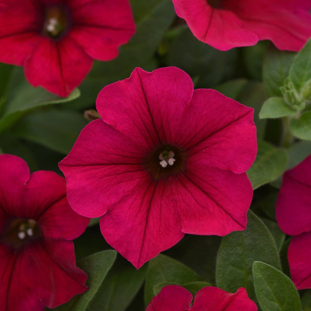 Wave Carmine Velour petunia