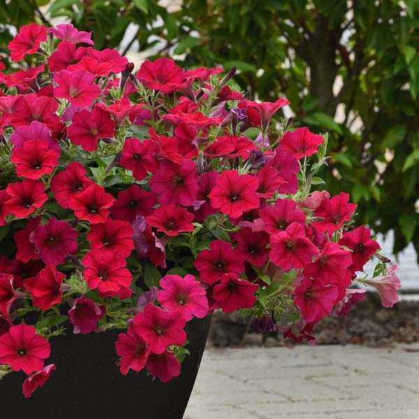 Wave Carmine Velour trailing petunia seeds