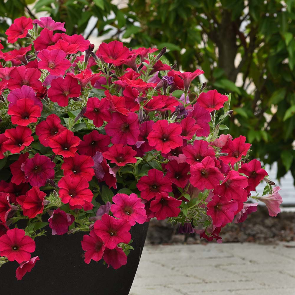 Petunia Wave Carmine Velour trailing petunia seeds