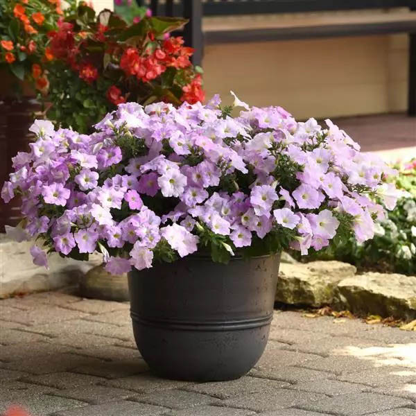 Petunia Wave Misty Lilac