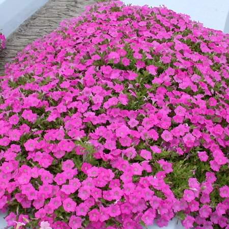 Wave Pink trailing petunia Petunia Wave Pink trailing petunia seeds