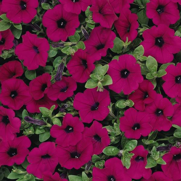 Wave Purple Improved trailing petunia seeds