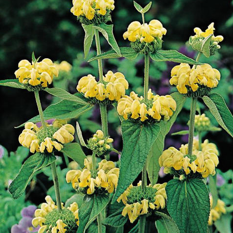 Jerusalem Sage Jerusalem Sage - Phlomis russeliana