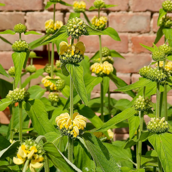 Jerusalem Sage flowers