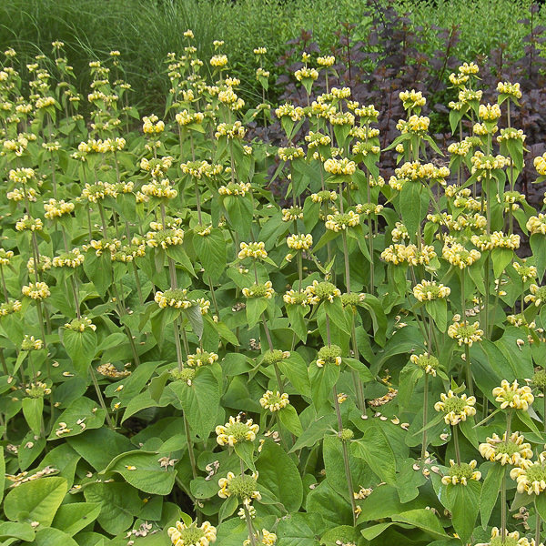 Jerusalem sage as a tall ground cover Phlomis russeliana