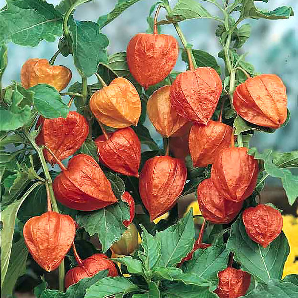 Chinese lantern plant Chinese Lantern Plant - Physalis alkekengi