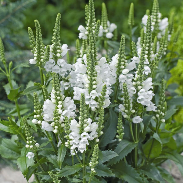 Crystal Peak obedient plant Obedient plant Crystal Peak - Physostegia virginiana