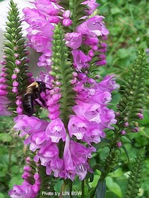 Rose Crown obedient plant Obedient plant Rose Crown - Physostegia virginiana