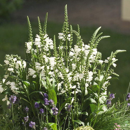 Crystal Peak obedient plant in container Physostegia Crystal Peak