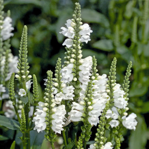 Physostegia virginiana Crystal Peak