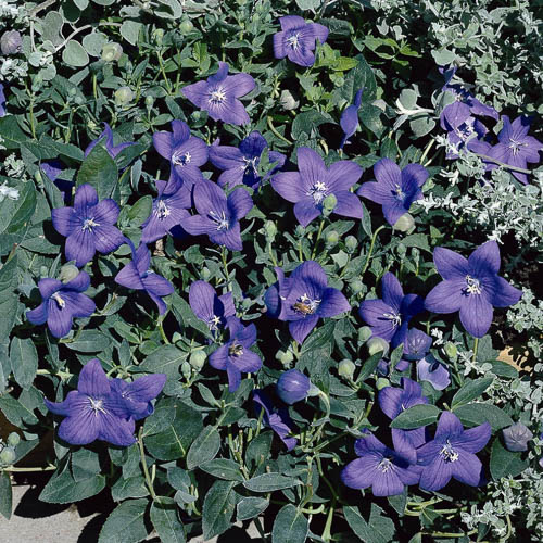 Astra Blue balloon flower Balloon flower Astra Blue - Platycodon grandiflorus