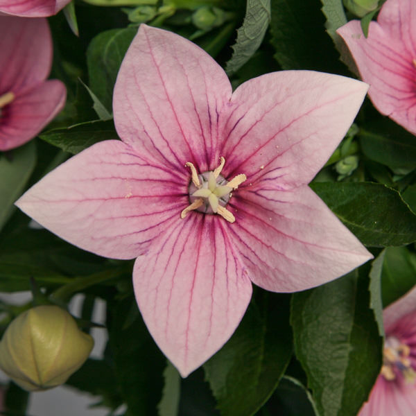 Astra Pink balloon flower Balloon flower Astra Pink - Platycodon grandiflorus