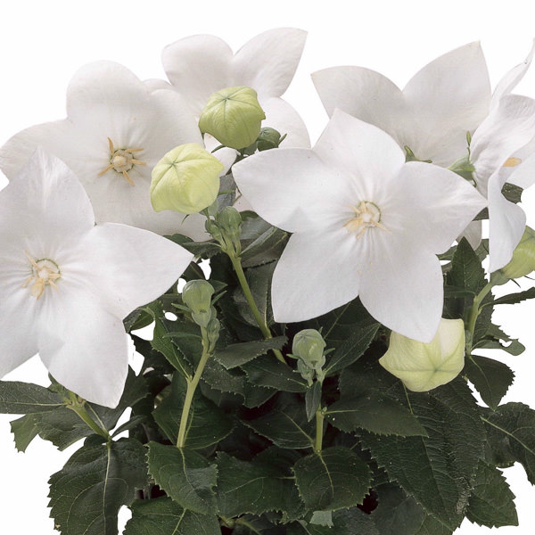 Balloon flower Astra White - Platycodon grandiflorus