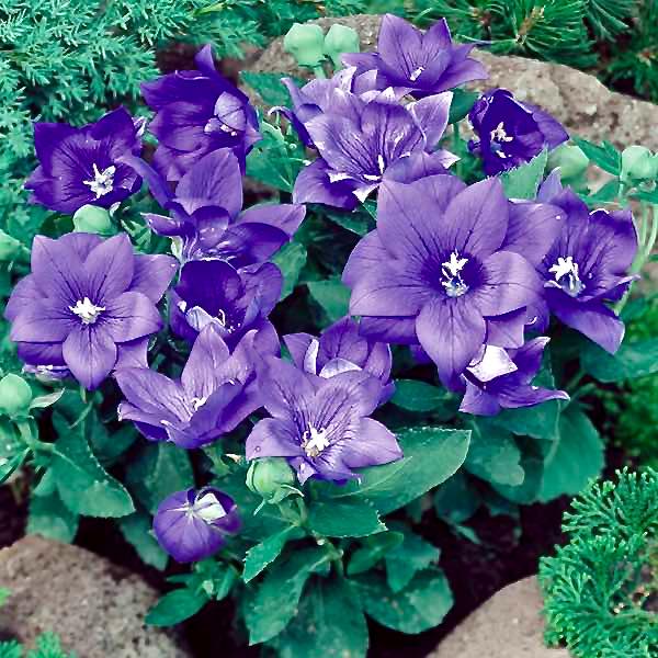 Balloon Flower Seeds Platycodon Perennial Flower Seeds