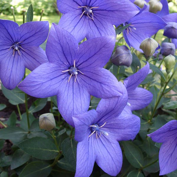 Balloon flower Fuji Blue - Platycodon grandiflorus