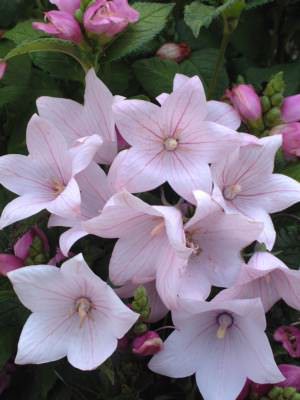 Balloon flower Fuji Pink - Platycodon grandiflorus