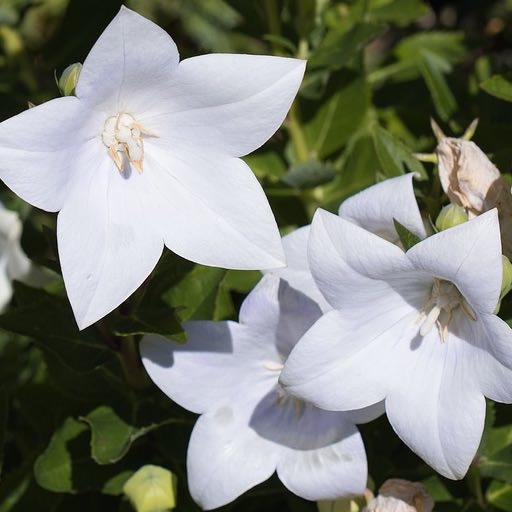 Fuji White balloon flower Balloon flower Fuji White - Platycodon grandiflorus