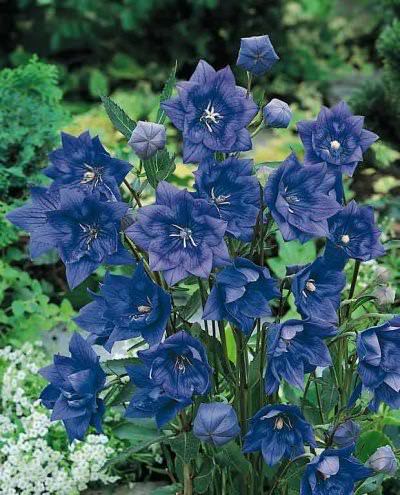 40 PERENNIAL BLUE PLATYCODON DOUBLE BALLOON FLOWER SEEDS 