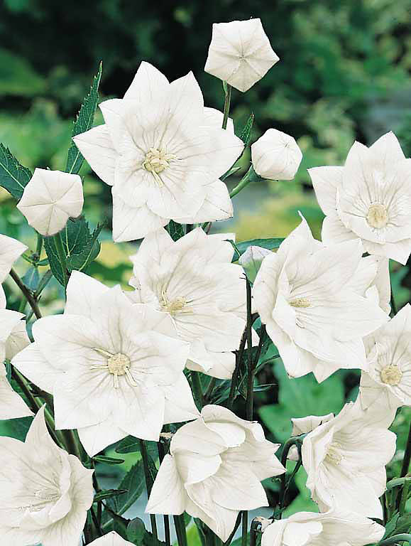 Balloon flower Hakone Double White - Platycodon grandiflorus