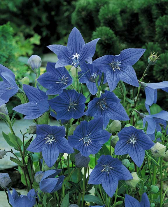 Balloon Flower Seeds Platycodon Perennial Flower Seeds