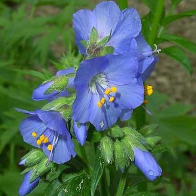 Jacob's Ladder Blue Pearl - Polemonium caeruleum