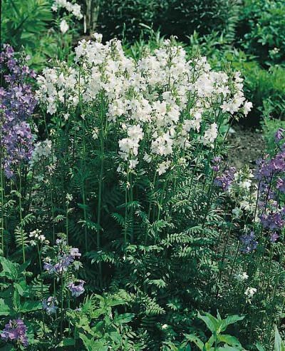 Jacob's ladder White Pearl - Polemonium caeruleum