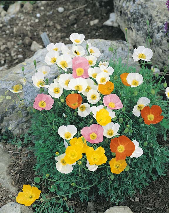 Alpine Mix poppy Poppy Alpine Mix - Perennial poppies