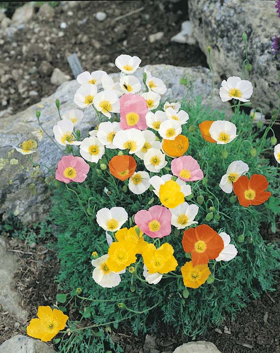 Poppy Alpine Mix - Perennial poppies