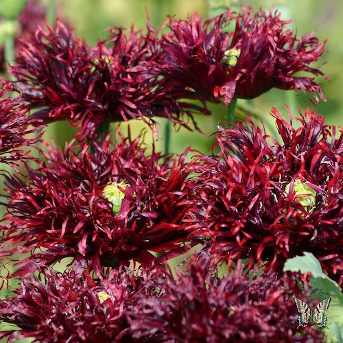 Peony Poppy, Pale Rose (Papaver paeoniflorum) - 100 Seeds