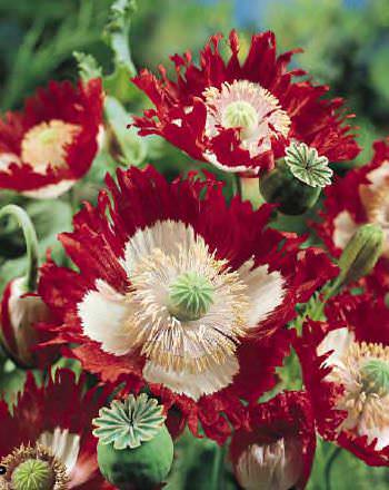 Danish Flag breadseed poppy Poppy Breadseed Danish Flag