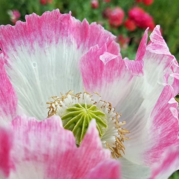 Poppy Breadseed Amphora