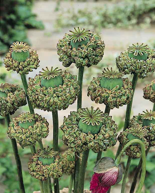 Hens and Chicks breadseed poppy Poppy Breadseed Hens and Chicks