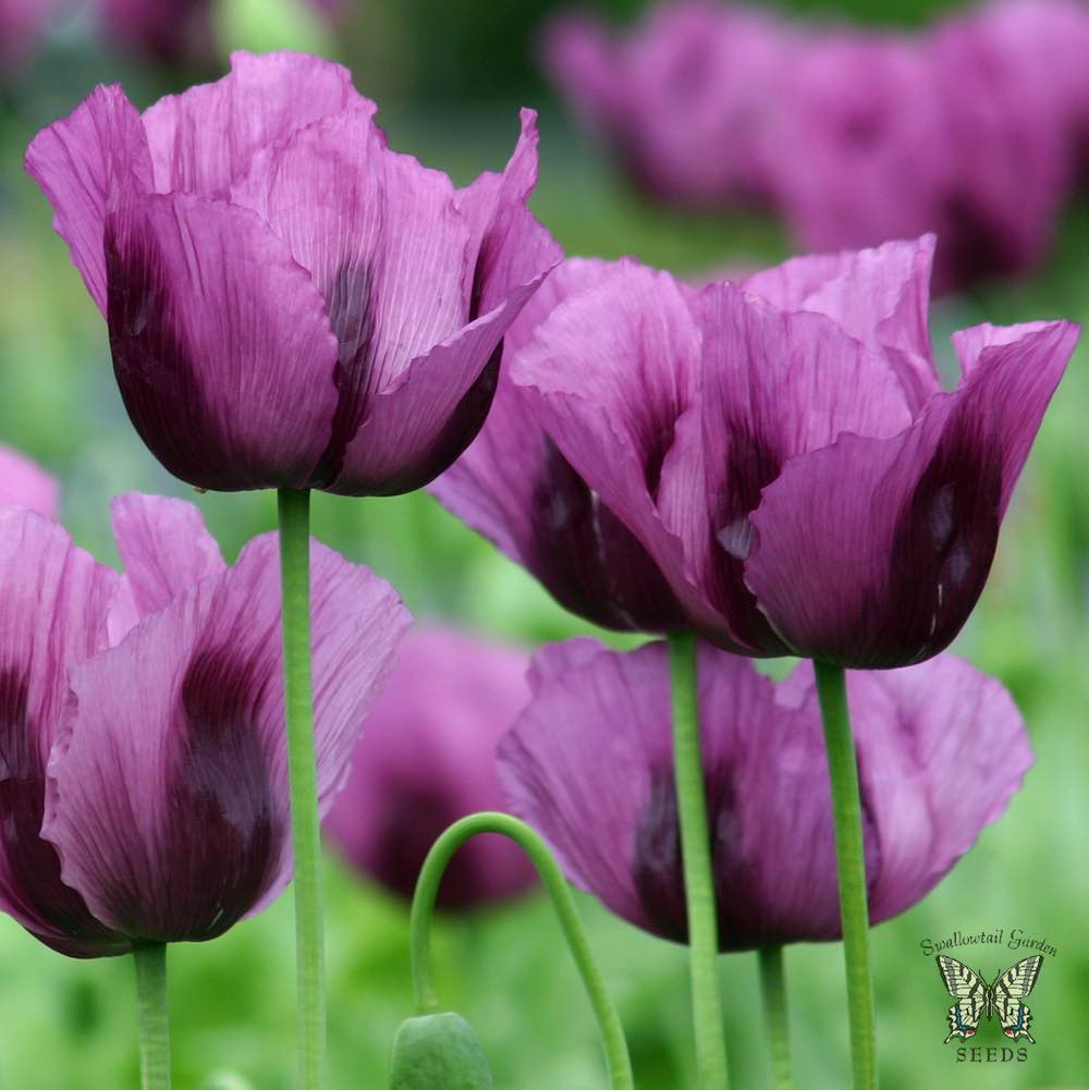 Hungarian Blue breadseed poppy