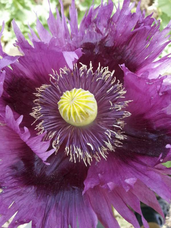Jimi's Purple Haze breadseed poppy