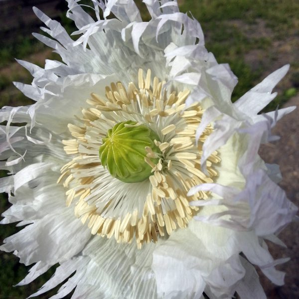 Jimi's Snowflakes breadseed poppy