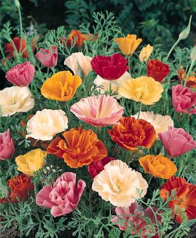 Mission Bells California poppy California Poppy Mission Bells