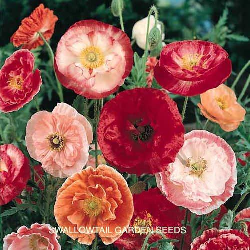 Double Mixed Shirley poppy