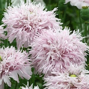 Lilac Pompom poppy Poppy Lilac Pompom